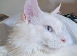 BlueEyedYeti - Maine Coon Kitten For Sale - 
