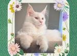 RadiancePolydactyl - Maine Coon Kitten For Sale - 