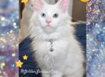Magic - Maine Coon Kitten For Sale - 