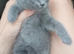 Blue Russian maine coon mix - Russian Blue Kitten For Sale - W Bloomfield, MI, US