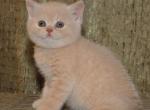 Munchkin ragdoll mix kitten - Munchkin Kitten For Sale - W Bloomfield, MI, US