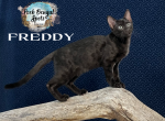 Freddy - Bengal Kitten For Sale - Provo, UT, US