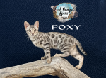 Foxy - Bengal Kitten For Sale - Provo, UT, US