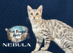 Nebula - Bengal Kitten For Sale - Provo, UT, US