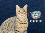 Effie - Bengal Kitten For Sale - Provo, UT, US