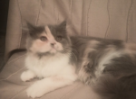 Princess Isabel - Persian Kitten For Adoption - 