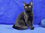 Navy - British Shorthair Kitten For Sale - 