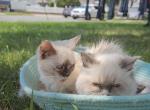 New lilac mink litter - Ragdoll Cat For Sale - 