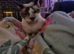 Honey pie - Devon Rex Cat For Sale - 