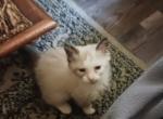 Little Girl Ragdoll Hybrid Needs a Home Now - Ragdoll Kitten For Sale - 
