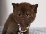 Shery British Shorthair female chocolate - British Shorthair Kitten For Sale - 