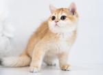 Princess - British Shorthair Kitten For Sale - 