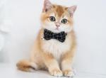 Quantum aka Maddox - British Shorthair Kitten For Sale - 