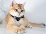 Simba - British Shorthair Kitten For Sale - 