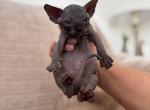 Ellavy Sphynx Kittens - Sphynx Kitten For Sale - 