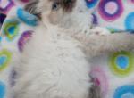 Male ragdoll kitten - Ragdoll Kitten For Sale - W Bloomfield, MI, US