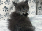 Leo - Maine Coon Kitten For Sale - 