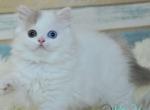 Kameliya - Scottish Straight Kitten For Sale - 