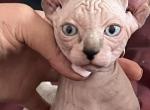 Leo - Sphynx Kitten For Sale - Vernon Hills, IL, US