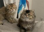 bow - British Shorthair Kitten For Sale - 