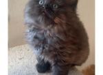 bany - British Shorthair Kitten For Sale - 