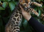 Barbie - Bengal Kitten For Sale - Los Angeles, CA, US