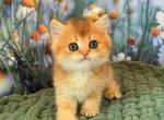 Vegas golden shaded british shorthair baby boy - British Shorthair Kitten For Sale - Houston, TX, US