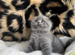 Scottish fold male 1 - Scottish Fold Kitten For Sale - Chicago, IL, US
