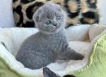 Scottish fold female - Scottish Fold Kitten For Sale - Chicago, IL, US