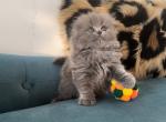 Longhair Scottish fold female - Scottish Fold Kitten For Sale - Chicago, IL, US