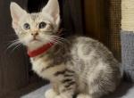 Silver Bengal RUBY - Bengal Kitten For Sale - AR, US