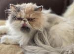 Fluffy - Persian Cat For Sale - Yuba City, CA, US