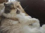 Fluff - Persian Cat For Sale - 