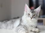 Ballu boy - Maine Coon Kitten For Sale - NY, US