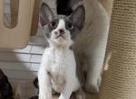 Star - Devon Rex Kitten For Sale - San Jose, CA, US