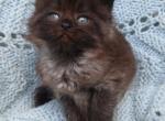 Chocolate and lilac color persian kitten - Persian Kitten For Sale - W Bloomfield, MI, US