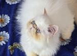Katie - Himalayan Kitten For Sale - Gurnee, IL, US