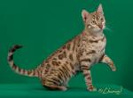 Sky Snow Bengal - Bengal Kitten For Sale