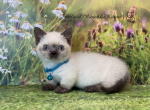 Portland Bambi Munchkin Kitten - Munchkin Kitten For Sale - 