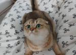 Daisy - Scottish Fold Cat For Sale - 
