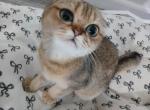Dahlia - Scottish Fold Cat For Sale - 