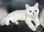 Victorville CA Bush ns11 silver shaded british boy - British Shorthair Kitten For Sale - CA, US