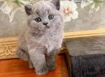 BRITISH SHORTHAIR KITTENS BLUE GIRL - British Shorthair Kitten For Sale - Darien, CT, US