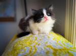 Waffle - Munchkin Kitten For Sale - 