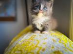 Whisper - Munchkin Kitten For Sale - 