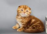 Olaf - Scottish Fold Kitten For Sale - 