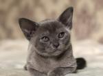 Boris - Burmese Kitten For Sale - Miami, FL, US