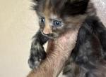Kee - Maine Coon Kitten For Sale - Lorena, TX, US