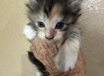 Kee2 - Maine Coon Kitten For Sale - Lorena, TX, US