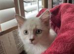 Lancelot and Guinevere - Ragdoll Kitten For Sale - 